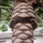 Árvores exteriores da praia artificial da alameda da árvore da fibra de vidro da palmeira de coco