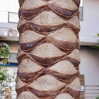 Árvore de vista natural artificial da palma de data de 5 medidores para a decoração