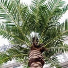 Palmeiras plásticas artificiais da data da palmeira alta exterior sempre-verde barata da data grandes para o jardim