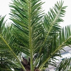 Em linha reta da planta artificial do coco de 10.5m pano de seda para exterior