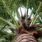 A fábrica faz grandes palmeiras Anti-uv de 5 M Endurable Faux Artificial para a decoração exterior da paisagem do jardim do parque