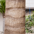 das palmeiras artificiais exteriores do coco de 4.5m anti gelo