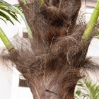 das palmeiras artificiais exteriores do coco de 4.5m anti gelo