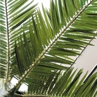 Anti palmeiras falsificadas altas de desvanecimento de pano de seda artificial das palmeiras 10m