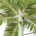 Anti palmeiras falsificadas altas de desvanecimento de pano de seda artificial das palmeiras 10m